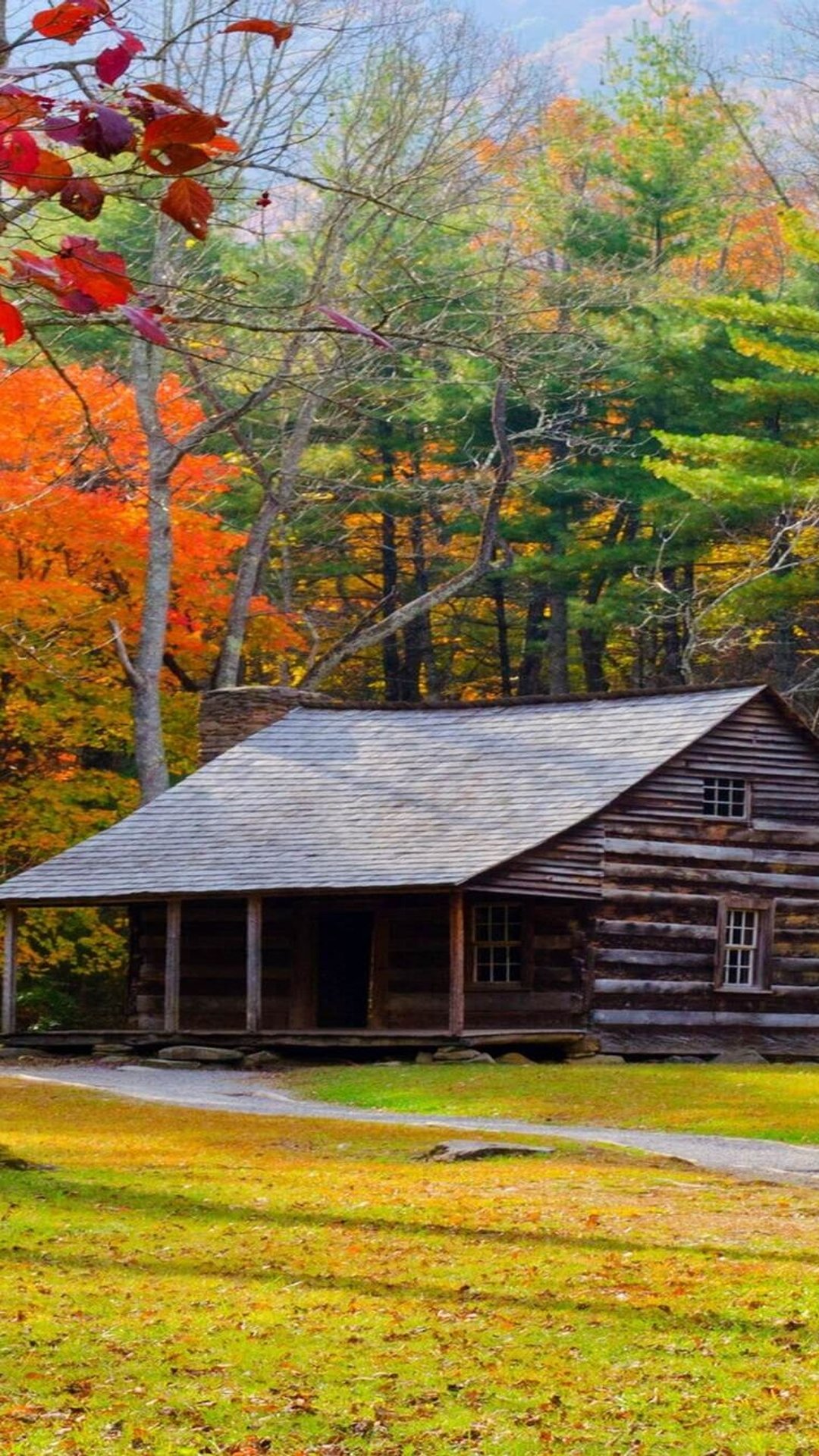 Nature, جنگل, hd, autumn