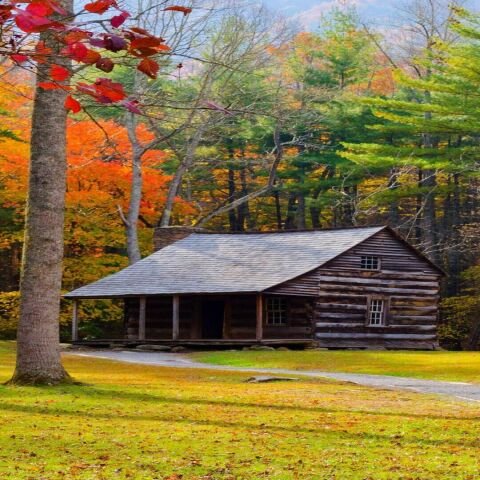 Nature, جنگل, hd, autumn